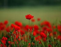 ������ �� �������